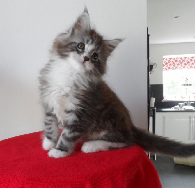  Cute Maine Coon kittens for adoption
