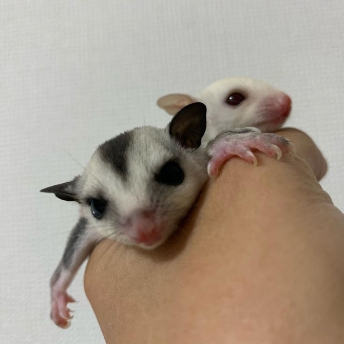  Adorable sugar gliders looking for a lovely home