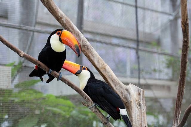  We have hand fed male and female Toco Toucan birds 